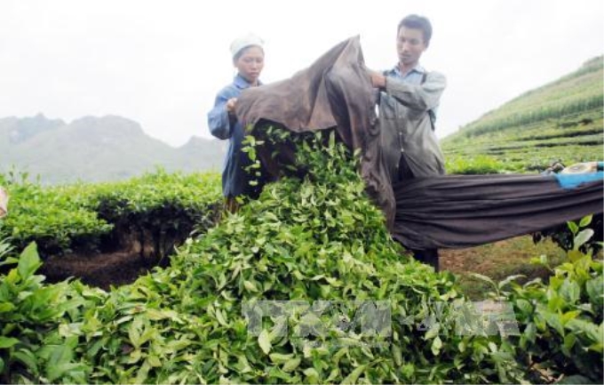 Thu hoạch chè ở xã Bản Giang, huyện Tam Đường, Lai Châu. Ảnh: Nguyễn Công Hải/TTXVN